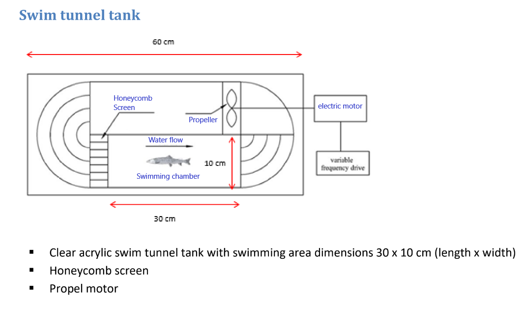 Zebrafish Swim Tunnel Maze