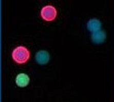 Neutravidin coated fluorescent microparticles